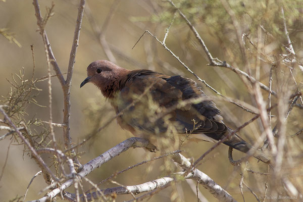 Tourterelle maillée — Streptopelia senegalensis (Linnaeus 1766), (Esquinzo, Fuerteventura, (Iles Canaries, Espagne), le 14/02/2022)