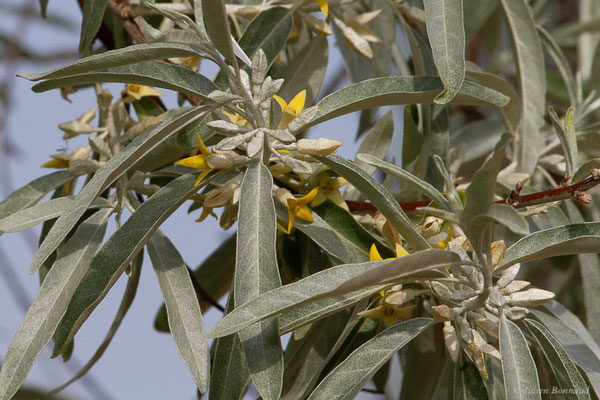 Chalef à feuilles étroites, Olivier de Bohème — Elaeagnus angustifolia L., 1753, (Mireval (34), France, le 03/05/2025)