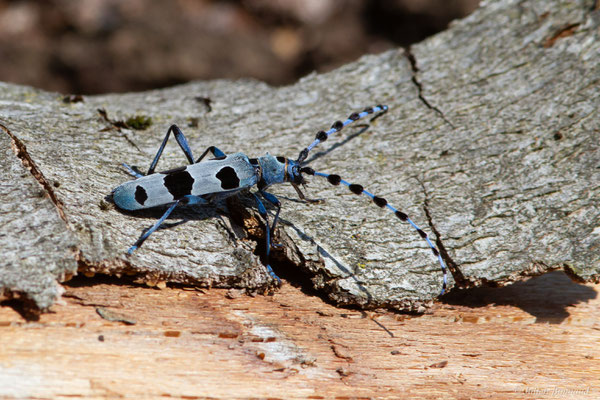 Rosalie des Alpes — Rosalia alpina (Linnaeus, 1758), (Bedous (64), France, le 03/08/2025)