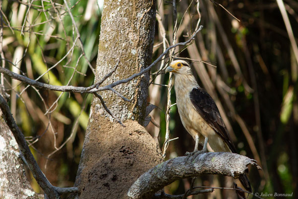 Caracara à tête jaune — Milvago chimachima (Vieillot, 1816), (adulte), (Iracoubo, Guyane, le 19/08/2016)