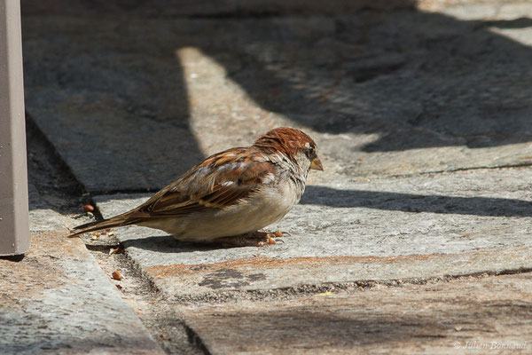 Moineau cisalpin – Passer italiae (Vieillot, 1817), (Ajaccio (2A), France, le 03/09/2019)