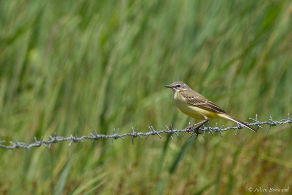 Bergeronnette printanière — Motacilla flava Linnaeus, 1758, (Saint-Thomas-de-Conac (17), France, le 21/06/2018)