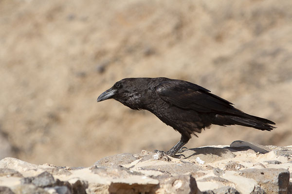 Grand Corbeau — Corvus corax Linnaeus, 1758, (Esquinzo, Fuerteventura, (Iles Canaries, Espagne), le 14/02/2022)