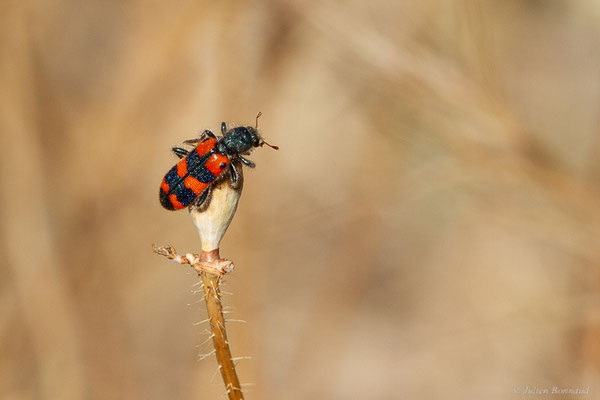 Clairon à épaulettes – Trichodes leucopsideus (Olivier, 1800), (Lérida, Espagne, le 05/06/2022)