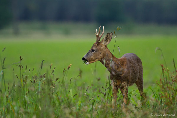 Chevreuil européen – Capreolus capreolus (Linnaeus, 1758), (Monségur (40), France, le 23/05/2019)