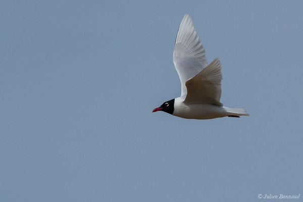 Mouette mélanocéphale — Ichthyaetus melanocephalus (Temminck, 1820), (Anglet (64), France, le 10/03/2020)