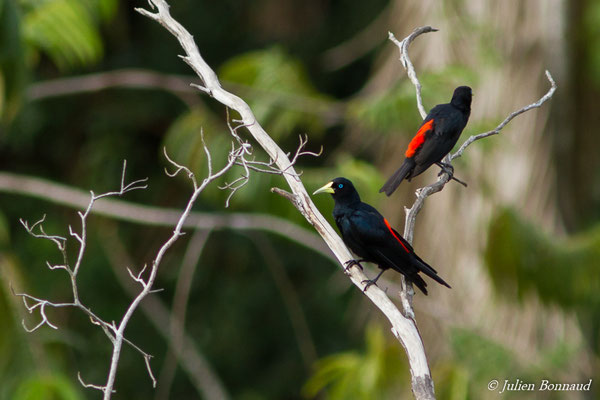 Cassique cul-rouge (Cacicus haemorrhous) (adulte) (Larivot, Matoury, le 25/02/2017)