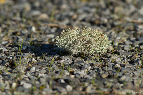 Cladonia portentosa (Saint-Faust (64), France, le 08/01/2020)