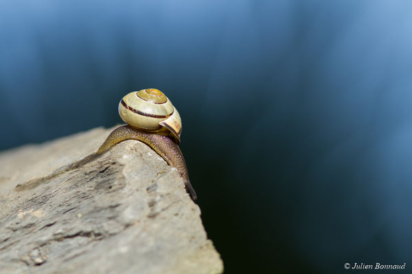 Escargot des haies — Cepaea nemoralis (Linnaeus, 1758)