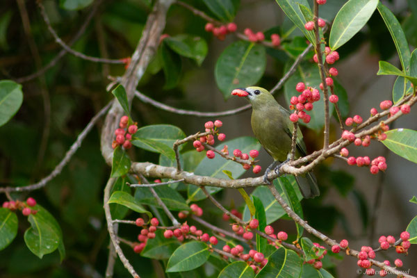 Tangara des palmiers — Thraupis palmarum (Wied-Neuwied, 1821)
