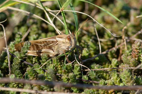 Criquet migrateur — Locusta migratoria (Linnaeus, 1758), (Anglet (64), France, le 10/10/2023)