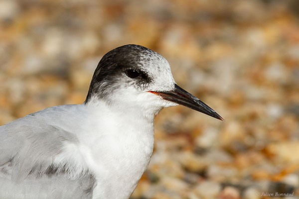 Sterne pierregarin — Sterna hirundo Linnaeus, 1758, (Par animalier des Pyrénées, Argelès-Gazost (65), France, le 18/09/2022)