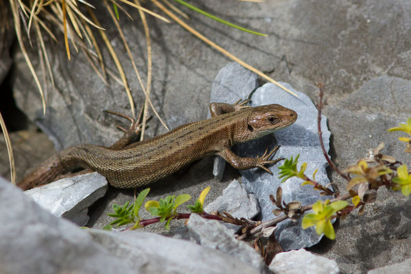 Lézard vivipare de Lantz — Zootoca vivipara louislantzi (Arribas, 2009)