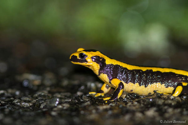 Salamandre tachetée — Salamandra salamandra fastuosa (Schreiber, 1912)