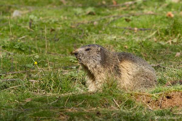 Marmotte des Alpes, Marmotte — Marmotta marmotta (Linnaeus, 1758), (Parc animalier des pyrénées, Argelès-Gazost (65), France, le 01/04/2018)
