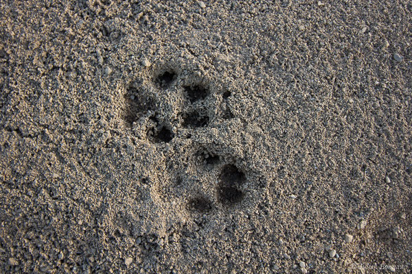Renard roux — Vulpes vulpes (Linnaeus, 1758), (Empreintes), (aéroport d'Ossun (65), France, le 14/01/2019)