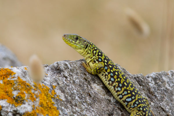 Lézard ocellé — Timon lepidus (Daudin, 1802), (femelle adulte), (Tarnos (64), France), le 05/06/2025)