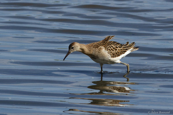 Combattant varié — Calidris pugnax (Linnaeus, 1758)