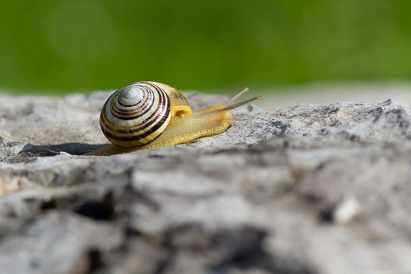 Escargot des jardins — Cepaea hortensis (O.F. Müller, 1774)