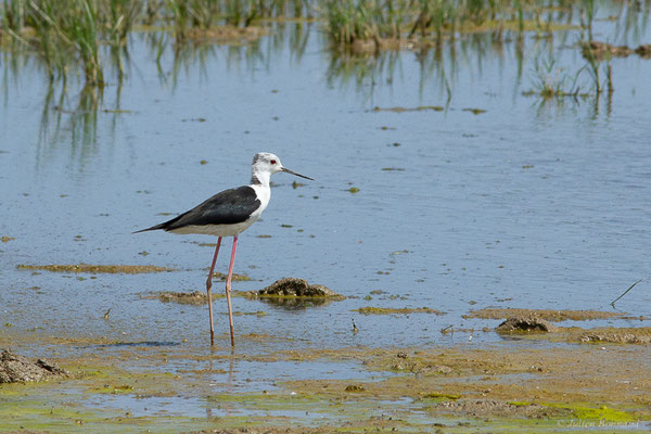 Échasse blanche — Himantopus himantopus (Linnaeus, 1758), (Castelló d'Empúries (Catalogne), Espagne, le 13/07/2023)