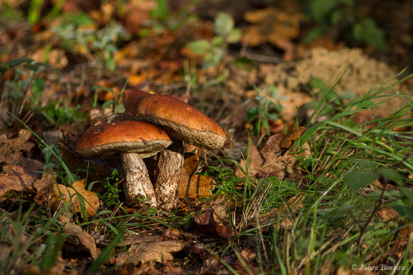 Bolet orangé des chênes (Leccinum quercinum) (Parbayse (64), France, le 18/10/2020)