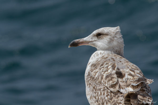 Goéland leucophée — Larus michahellis Naumann, JF, 1840, (Sagres (Vila do Bispo), Algarve (Portugal), le 29/08/2018)