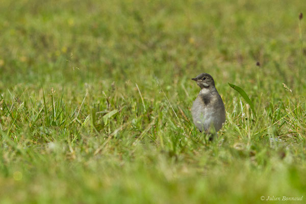 Bergeronnette grise – Motacilla alba Linnaeus, 1758, (juvénile) (Agos-Vidalos (65), France, le 25/05/2018)