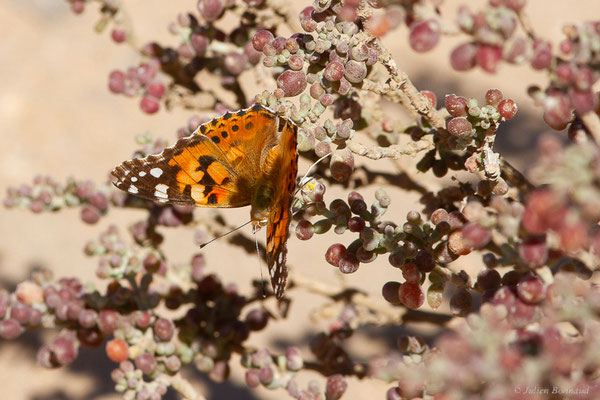 Vanesse des Chardons ou Belle-Dame — Vanessa cardui (Linnaeus, 1758), (Tarfaya (Laâyoune-Sakia El Hamra), Maroc, le 02/11/2023)