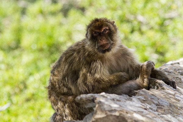 Magot, Macaque berbère, Macaque de Barbarie — Macaca sylvanus (Linnaeus, 1758)