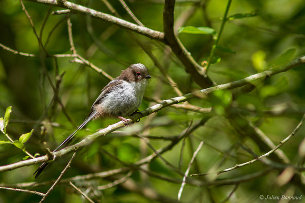 Orite à longue queue — Aegithalos caudatus (Linnaeus, 1758), (juvénile), (Ustaritz (64), France, le 22/05/2019)