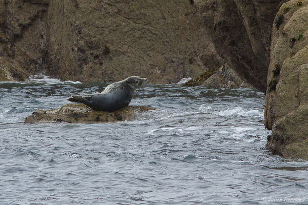 Phoque gris – Halichoerus grypus (Fabricius, 1791), (Réserve naturelle nationale des Sept-Îles, Perros-Guirec (22), France, le 05/07/2021)