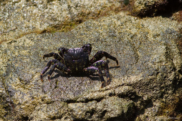 Crabe marbré (Pachygrapsus marmoratus) (Sagres (Vila do Bispo), (Algarve), Portugal, le 31/08/2018)