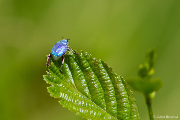 Hoplie bleue (Hoplia coerulea) (Arbus (64), France, le 26/06/2019)