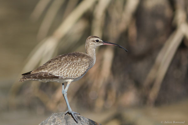 Courlis corlieu — Numenius phaeopus (Linnaeus, 1758), (Dégrad des Cannes, Remire-Montjoly, Guyane, le 08/11/2015)