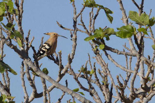 Huppe fasciée – Upupa epops Linnaeus, 1758, (Tindaya, Fuerteventura, (Iles Canaries, Espagne), le 18/02/2022)