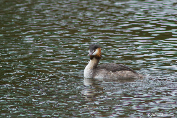 Grèbe huppé — Podiceps cristatus (Linnaeus, 1758), (adulte en plumage nuptial) (réserve ornithologique du Teich (33), France, le 23/01/2018)