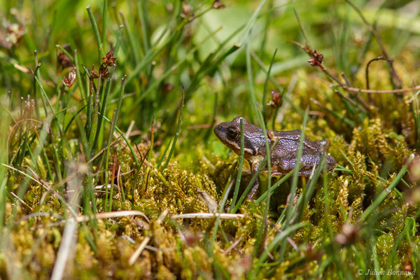 Grenouille rousse — Rana temporaria Linnaeus, 1758