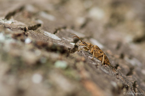 Rhagie délatrice ou Rhagie sycophante (Rhagium sycophanta) (Pau (64), France, le 16/04/2020)