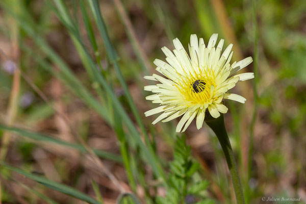 Urosperme de Daléchamps, Salsifis de Daléchamps — Urospermum dalechampii (L.) Scop. ex F.W.Schmidt, 1795, (Lac du Salagou, Clermont-l'Hérault (34), France, le 02/05/2025)