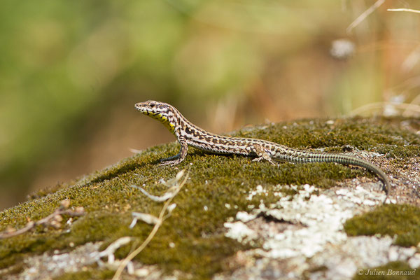 Lézard tyrrhénien — Podarcis tiliguerta (Gmelin, 1789), (Sollacaro (2A), France, le 02/09/2019)