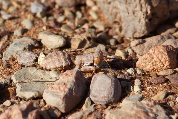 Eremiaphila sp., (Msseyed (Guelmim-Oued Noun), Maroc, le 27/01/2024)