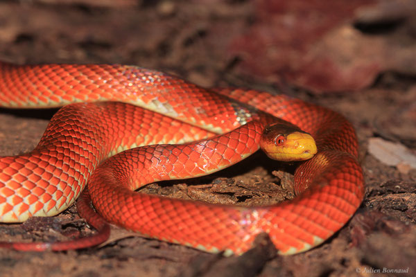 Oxyrhope à nez jaune — Oxyrhopus occipitalis (Wagler in Spix, 1824), (Crique Gervais, Guyane, le 17/03/2016)