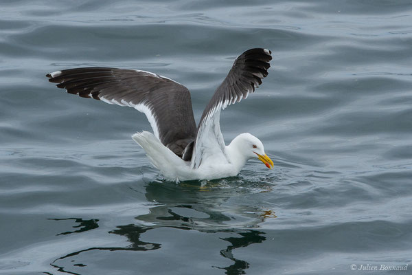 Goéland brun — Larus fuscus Linnaeus, 1758, (Baie de Quiberon, Locmariaquer (56), France, le 09/07/2021)