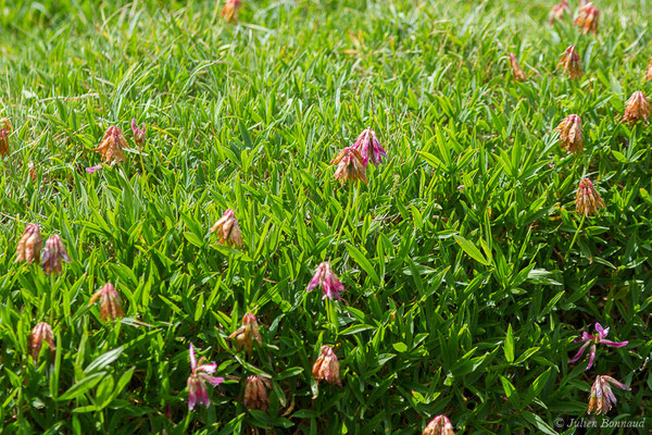 Trèfle des Alpes ou Réglisse des montagnes — Trifolium alpinum L., 1753, (lac d'Ayous, Laruns (64), France, le 13/07/2019)