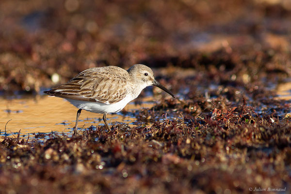Bécasseau variable — Calidris alpina (Linnaeus, 1758), (Oualidia (Casablanca-Settat), Maroc, le 21/01/2022)