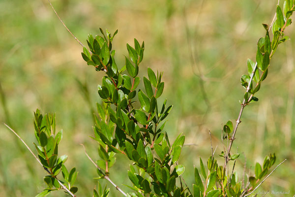 Corroyère à feuilles de myrte — Coriaria myrtifolia L., 1753, (Lespielle (64), France, le 20/04/2024)