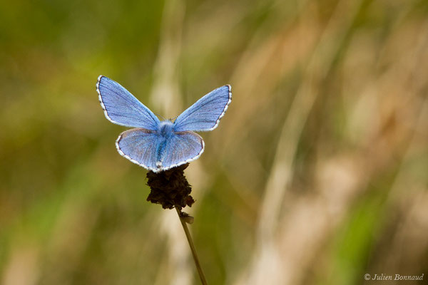 Azuré bleu-céleste, Bel-Argus, Argus bleu céleste — Lysandra bellargus (Rottemburg, 1775)