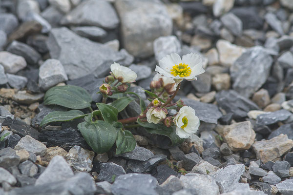 Renoncule à feuilles de parnassie — Ranunculus parnassifolius L., 1753