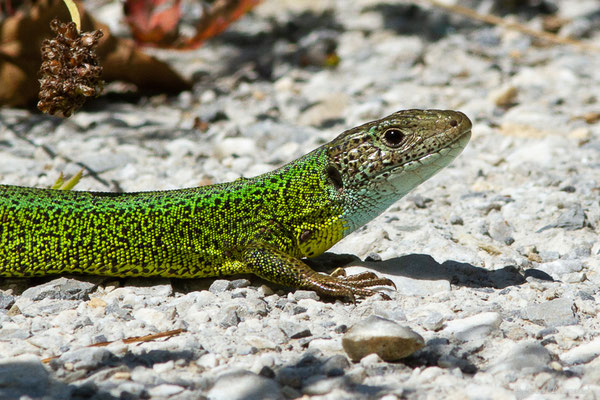 Lézards de Schreiber — Lacerta schreiberi Bedriaga, 1878