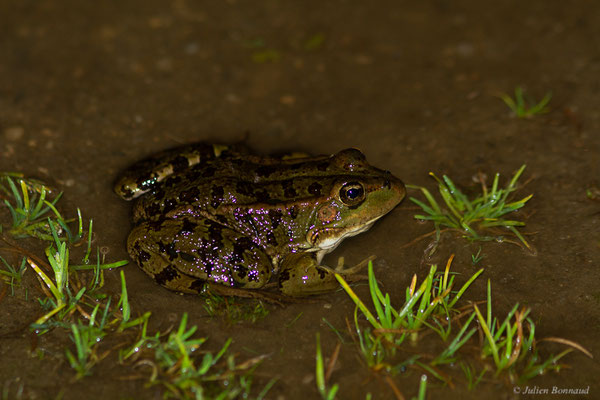 Grenouille de Pérez — Pelophylax perezi (Seoane, 1885)